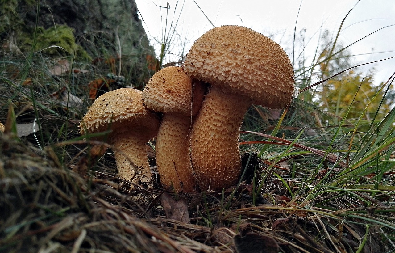 mushrooms  mushroom  forest free photo