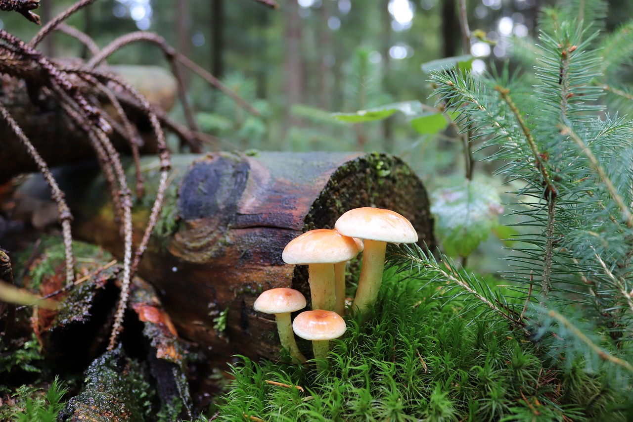 mushrooms  forest  nature free photo