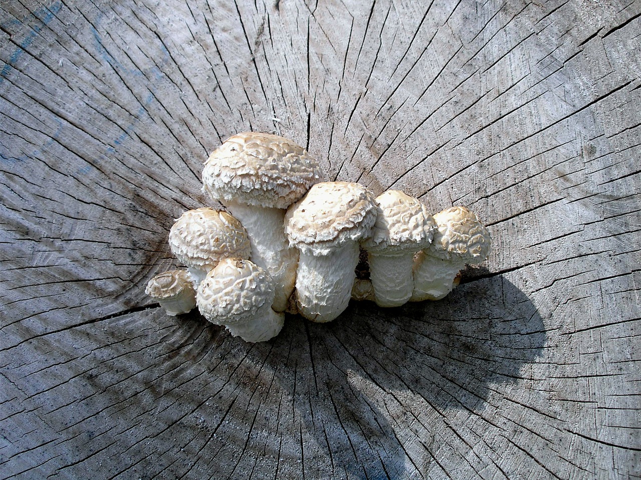 mushrooms log forest free photo