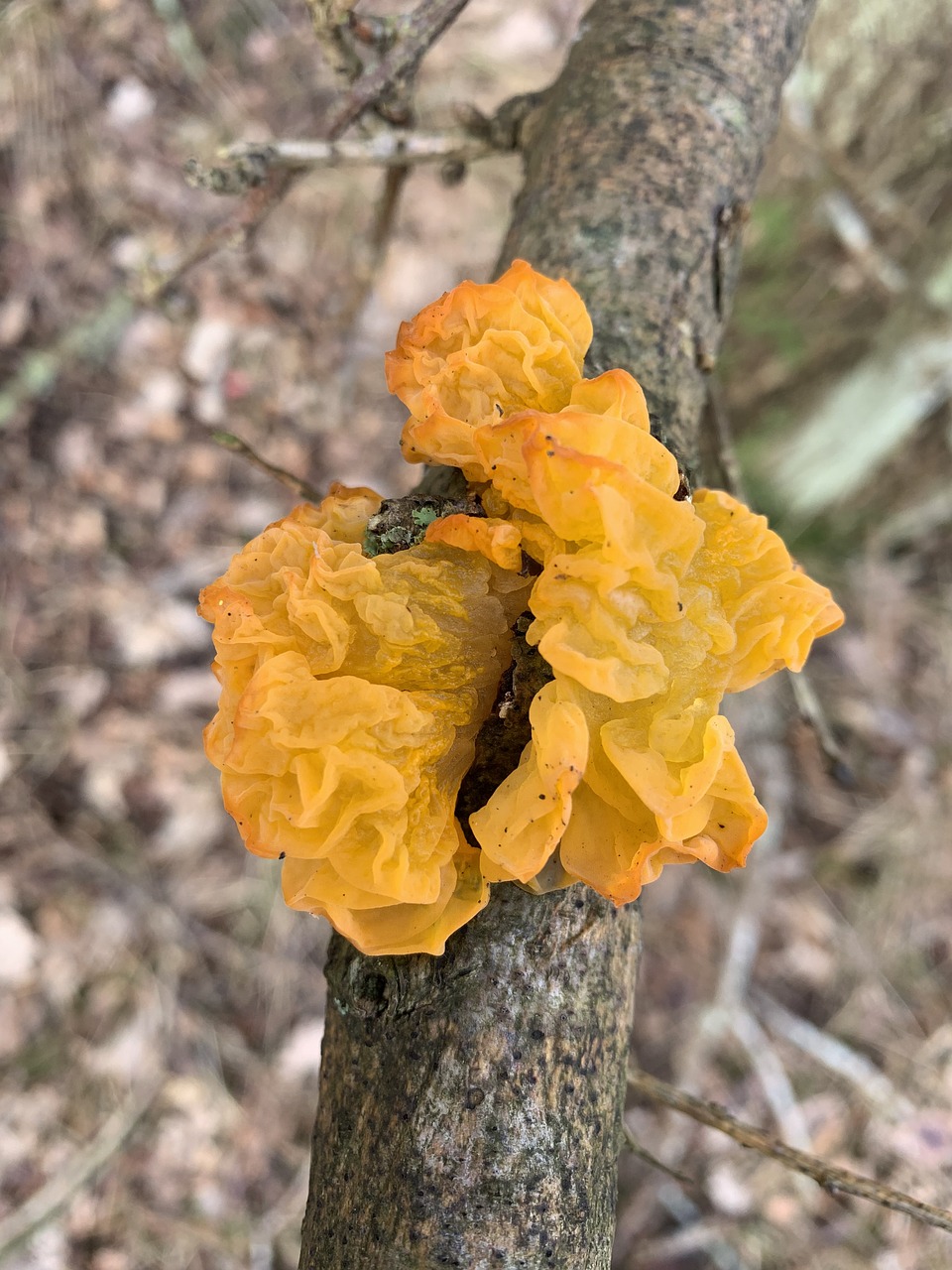 mushrooms  natural  forest free photo