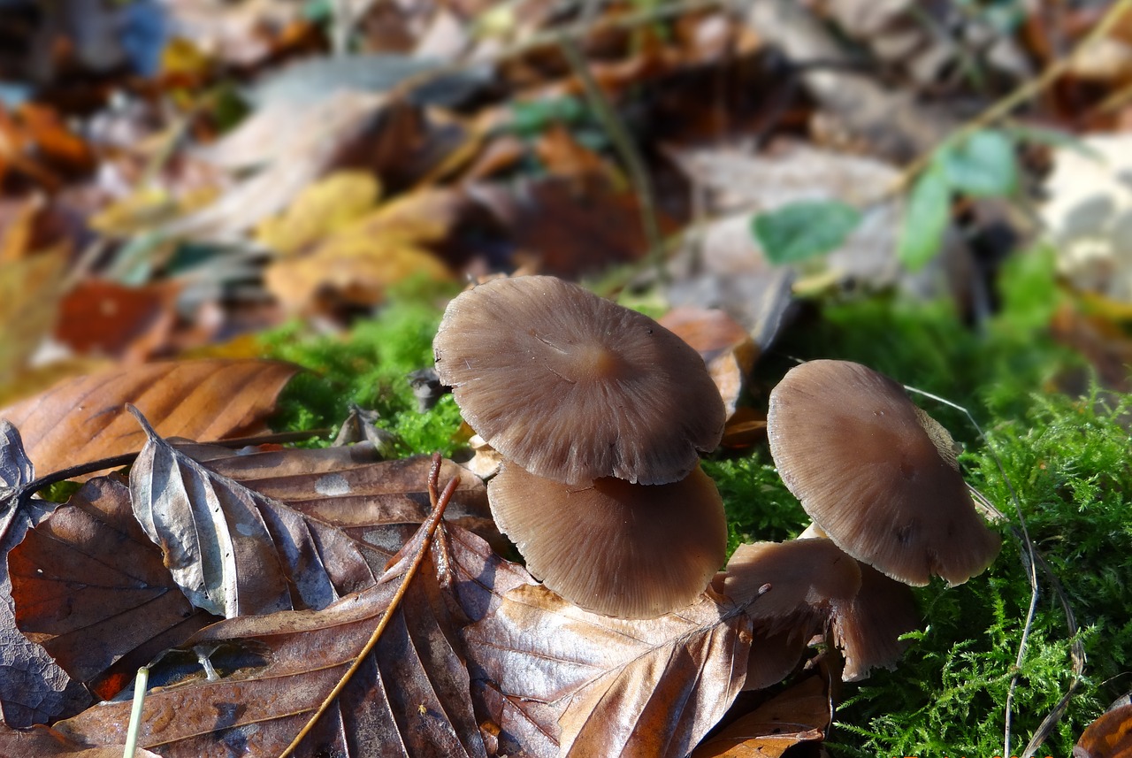 mushrooms  forest  natural free photo