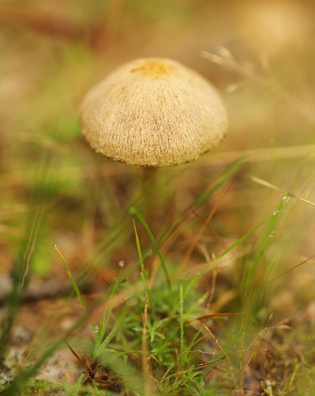 mushrooms  the nature of the  nature free photo