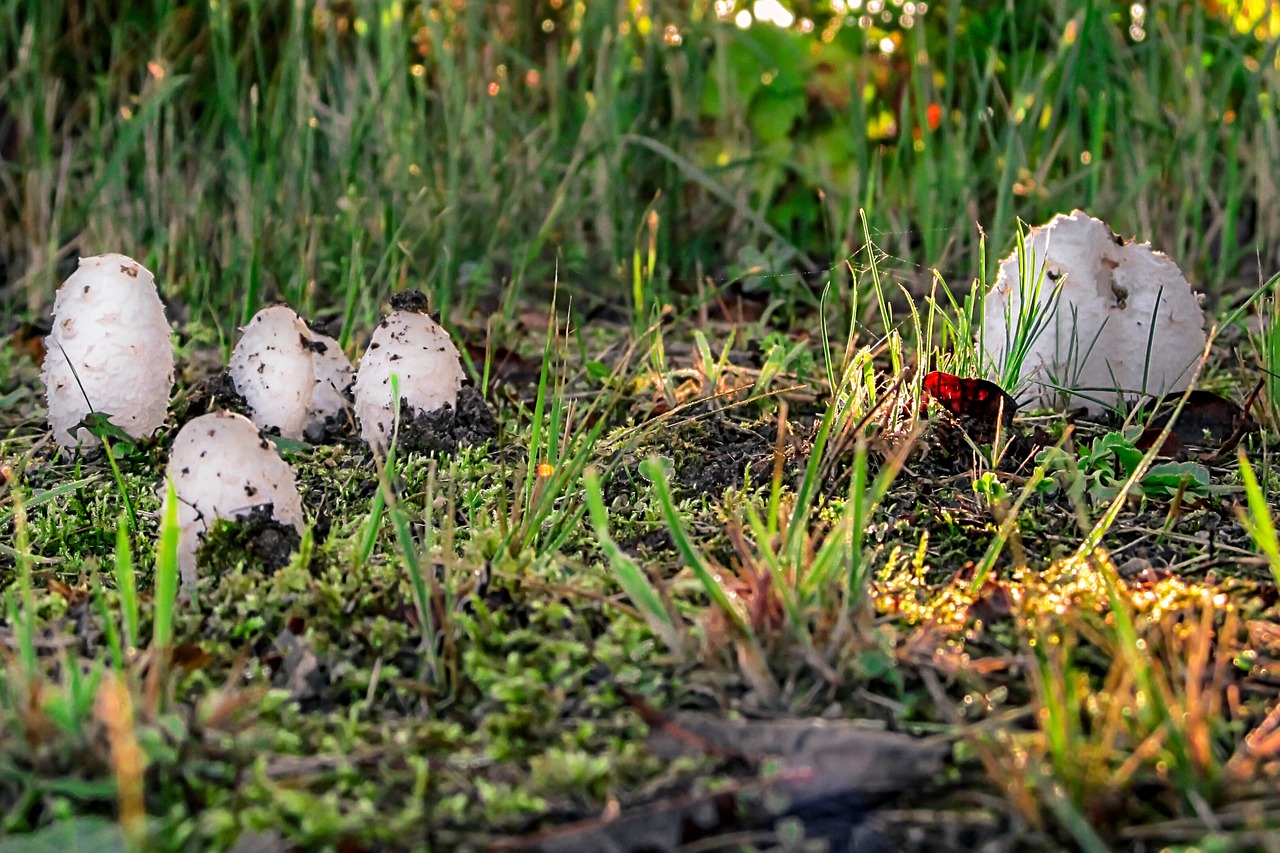mushrooms  forest  white free photo