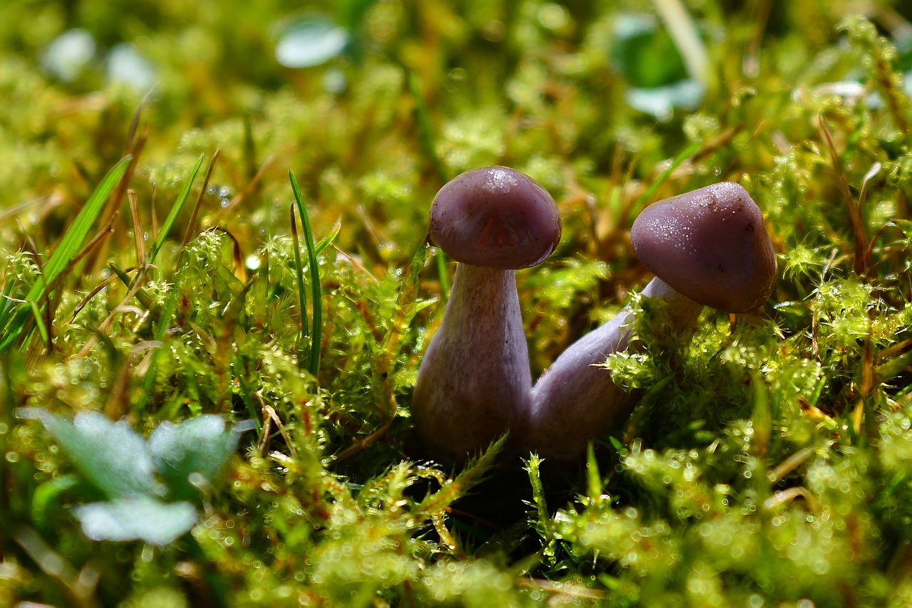 mushrooms  spring  nature free photo