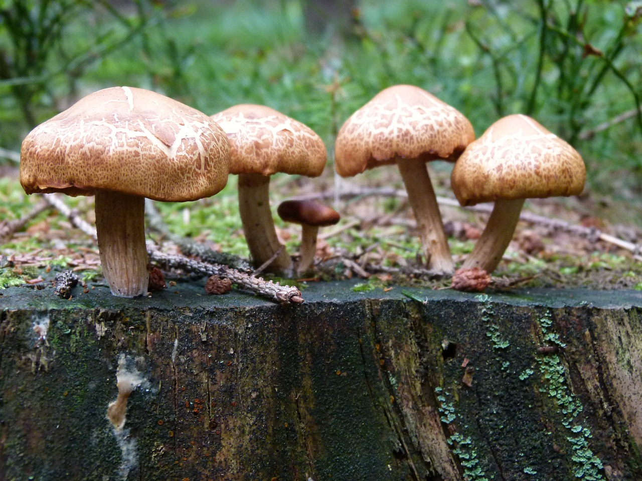 mushrooms forest forest floor free photo