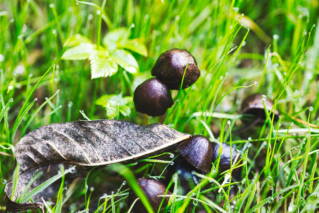 mushrooms  autumn  meadow free photo