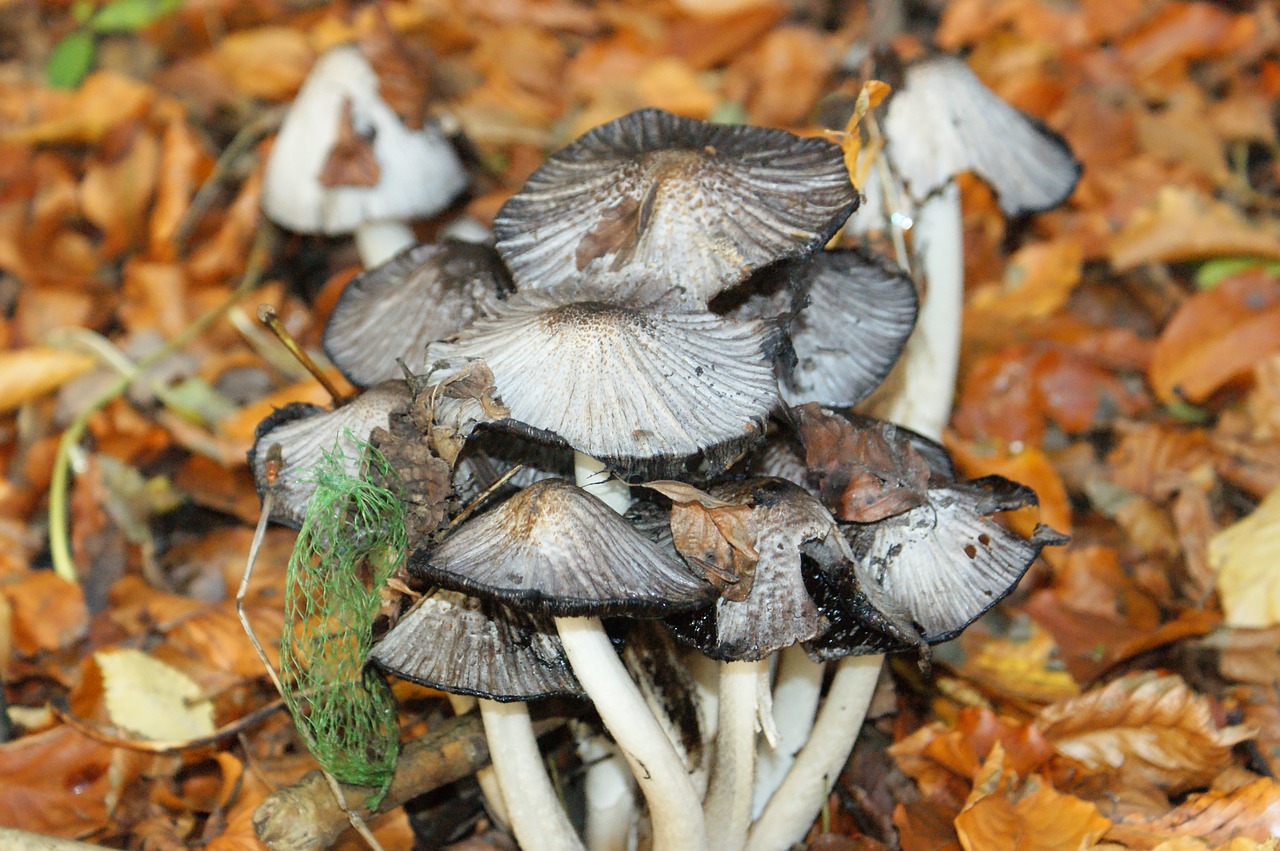 mushrooms  picnic  natural free photo
