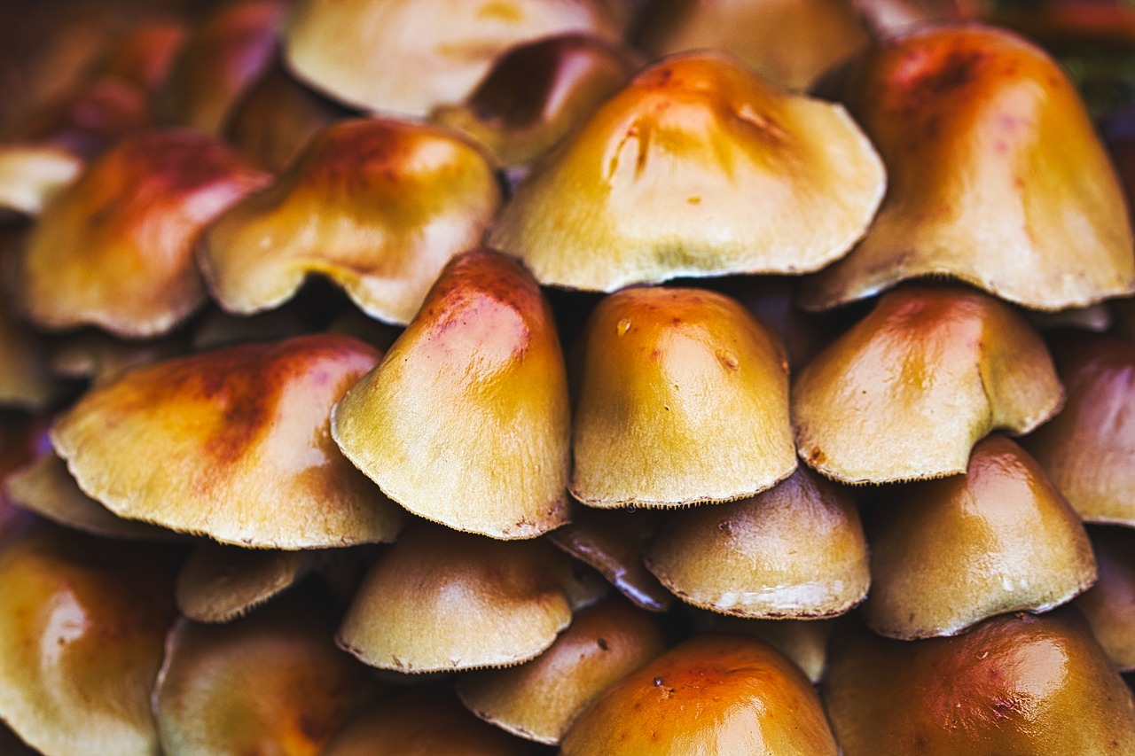 mushrooms  trees  sponges free photo