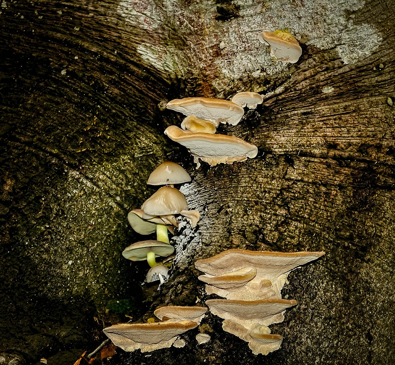 mushrooms fungus wood free photo