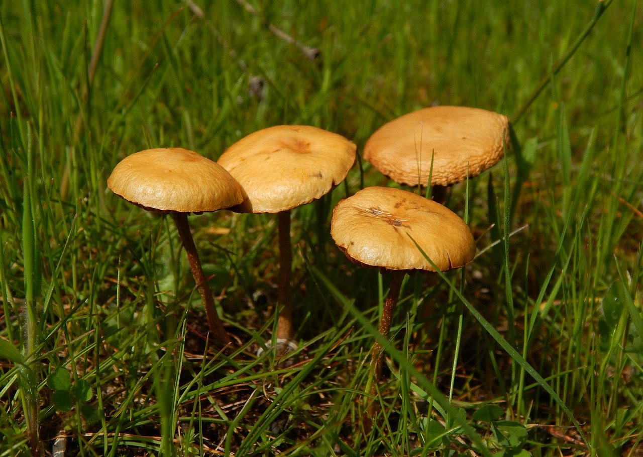 mushrooms  nature  toxic free photo