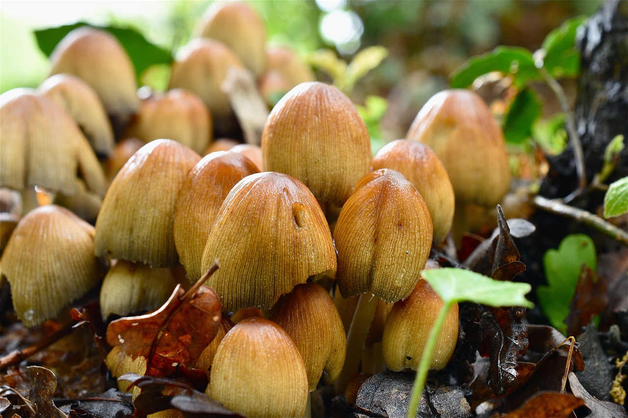 mushrooms  forest  nature free photo