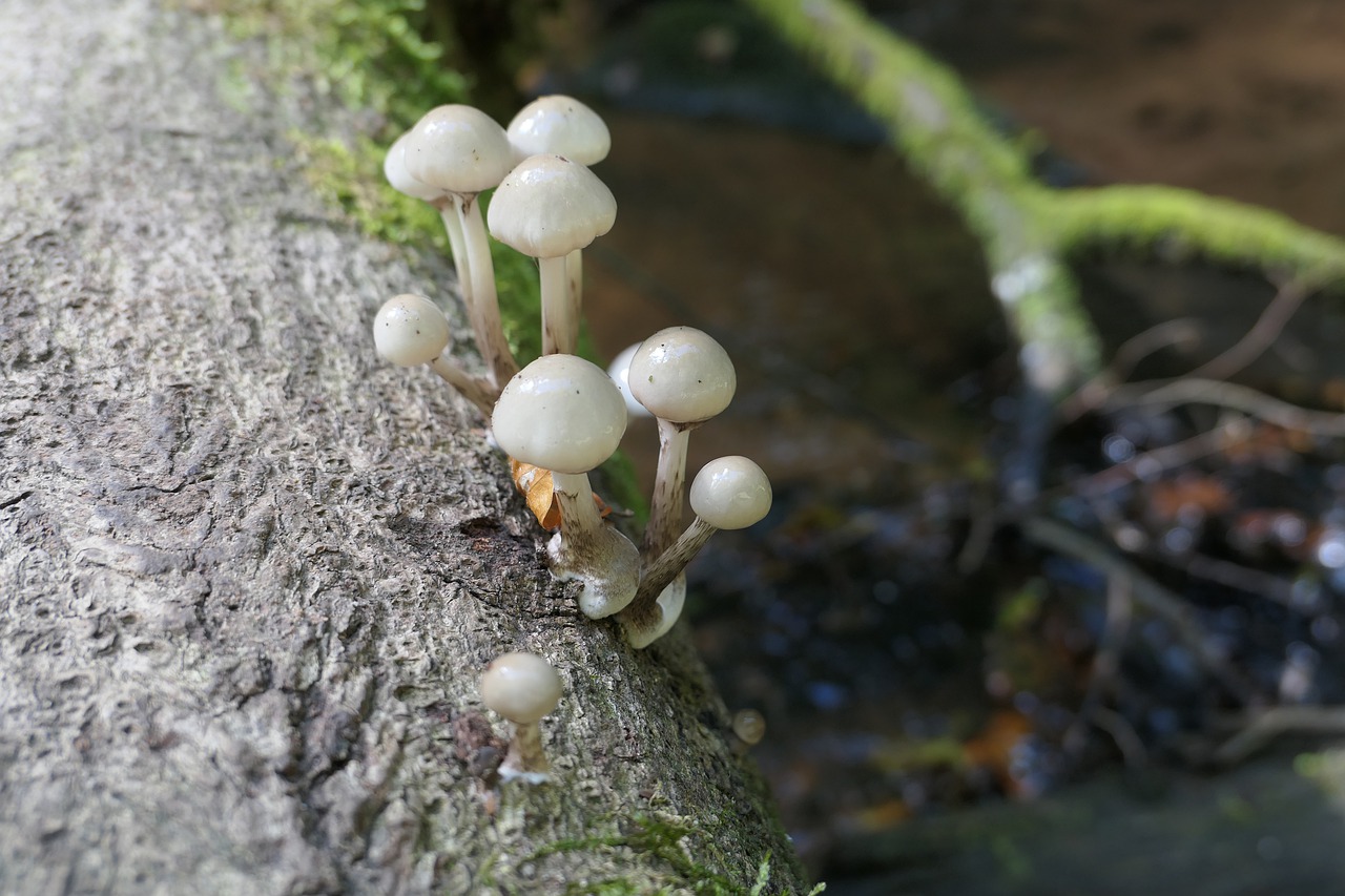 mushrooms  nature  toxic free photo