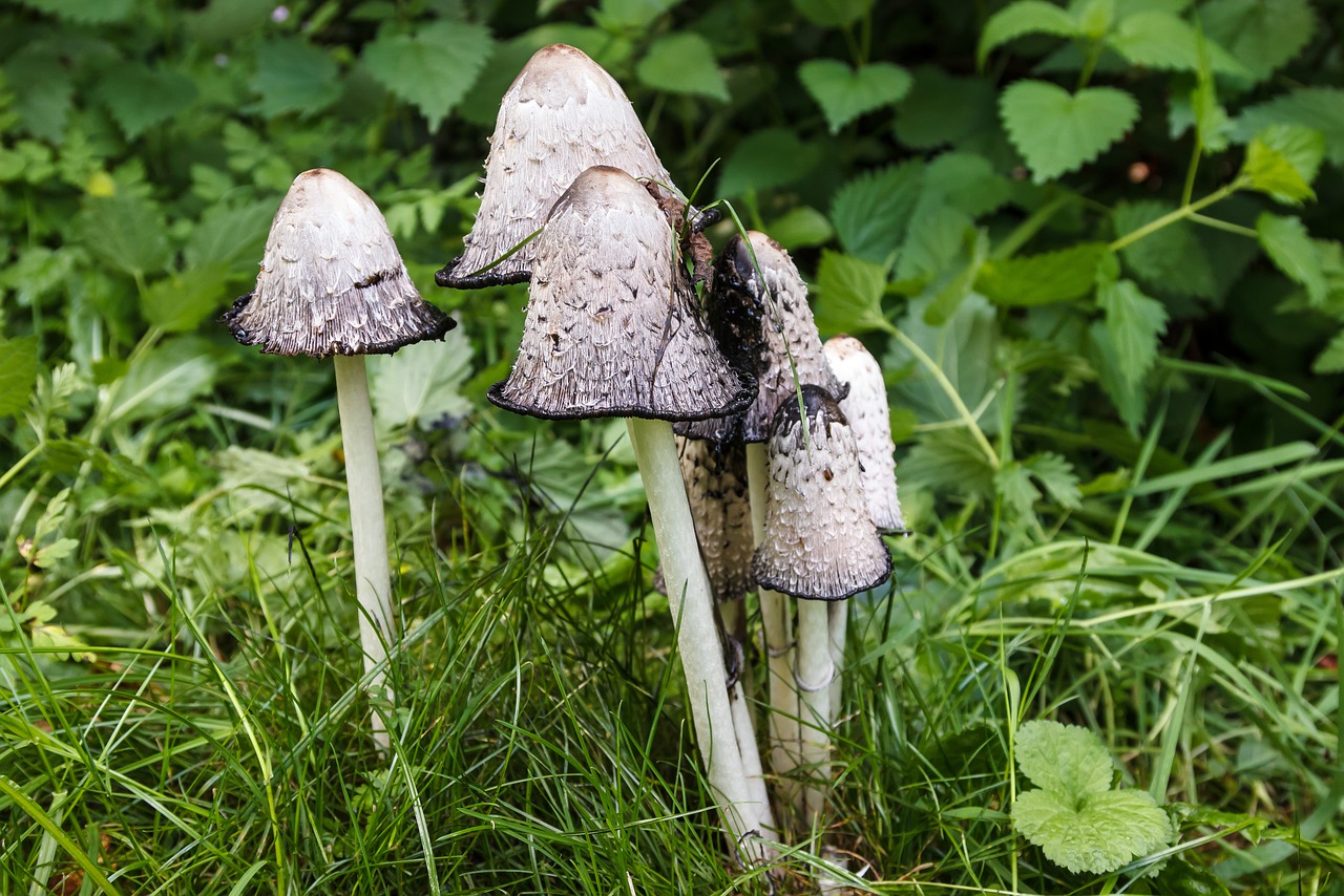 mushrooms  schopf comatus  mushroom free photo