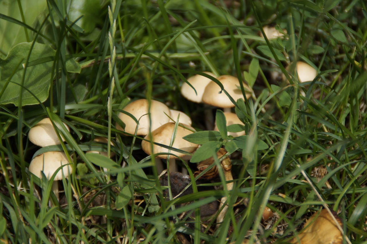 mushrooms hidden grass free photo