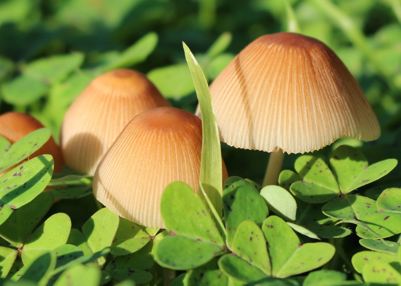 Download free photo of Mushrooms, toadstools, ridges, light brown ...