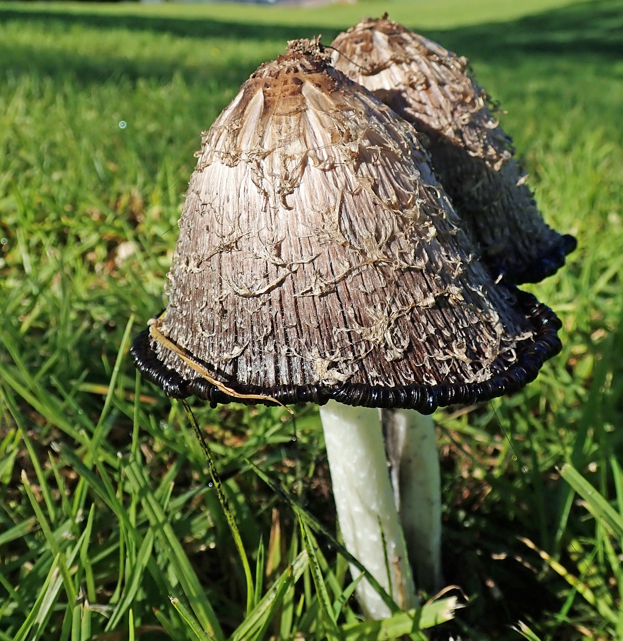mushrooms  fungi  ink caps free photo