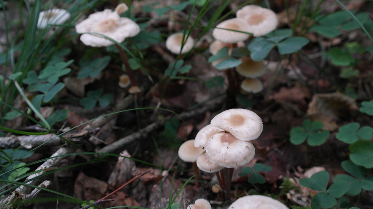 mushrooms forest floor forest fruit free photo