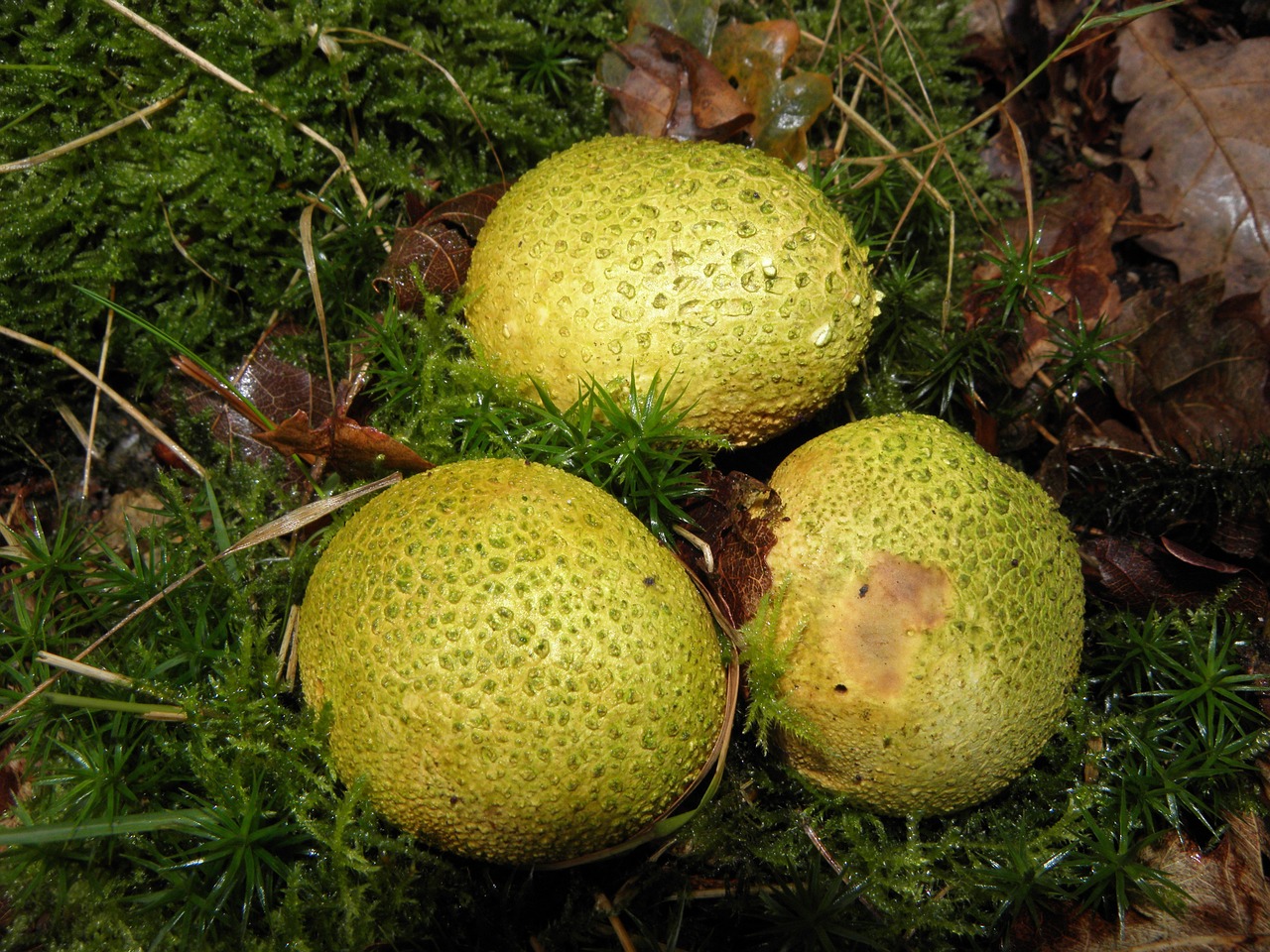 mushrooms green nature free photo