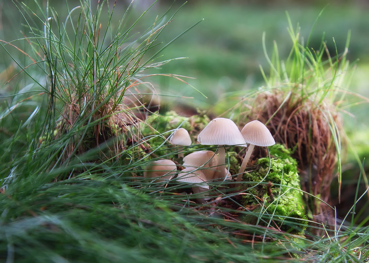 mushrooms  forest  moss free photo