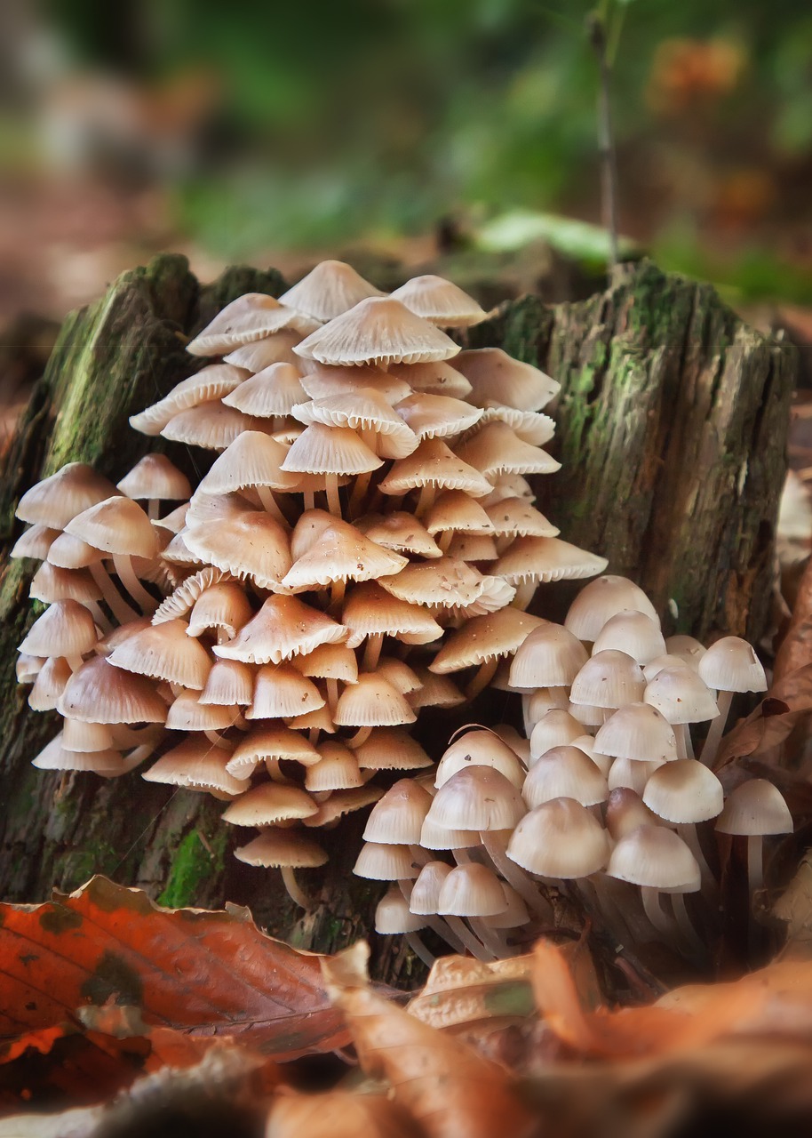 mushrooms  forest  forest floor free photo