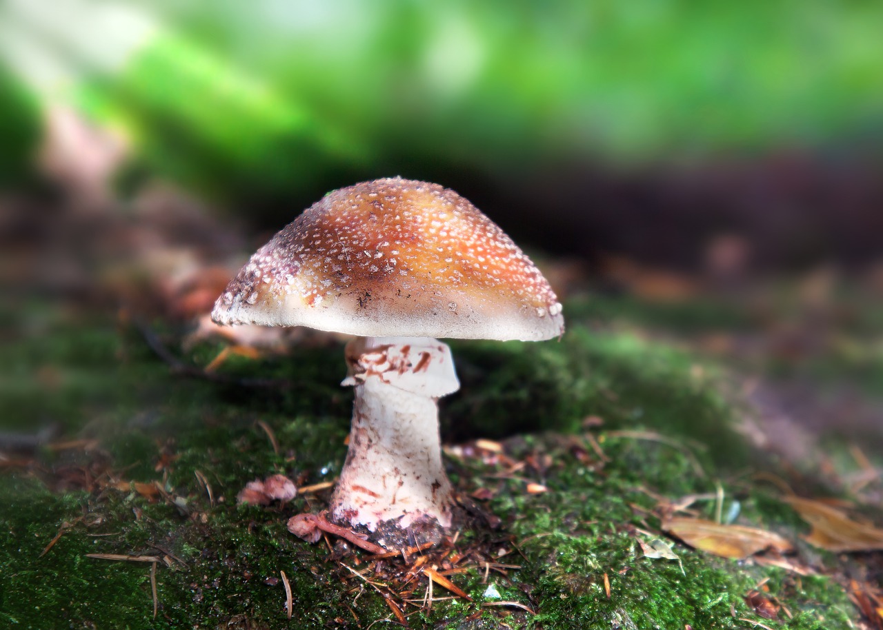 mushrooms  forest  forest floor free photo