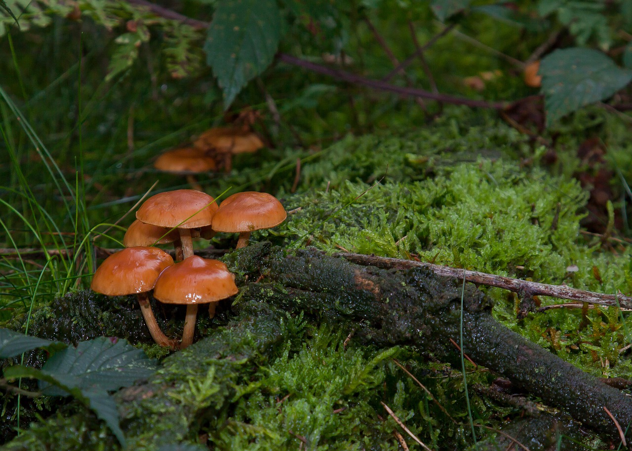 mushrooms  moss  forest free photo