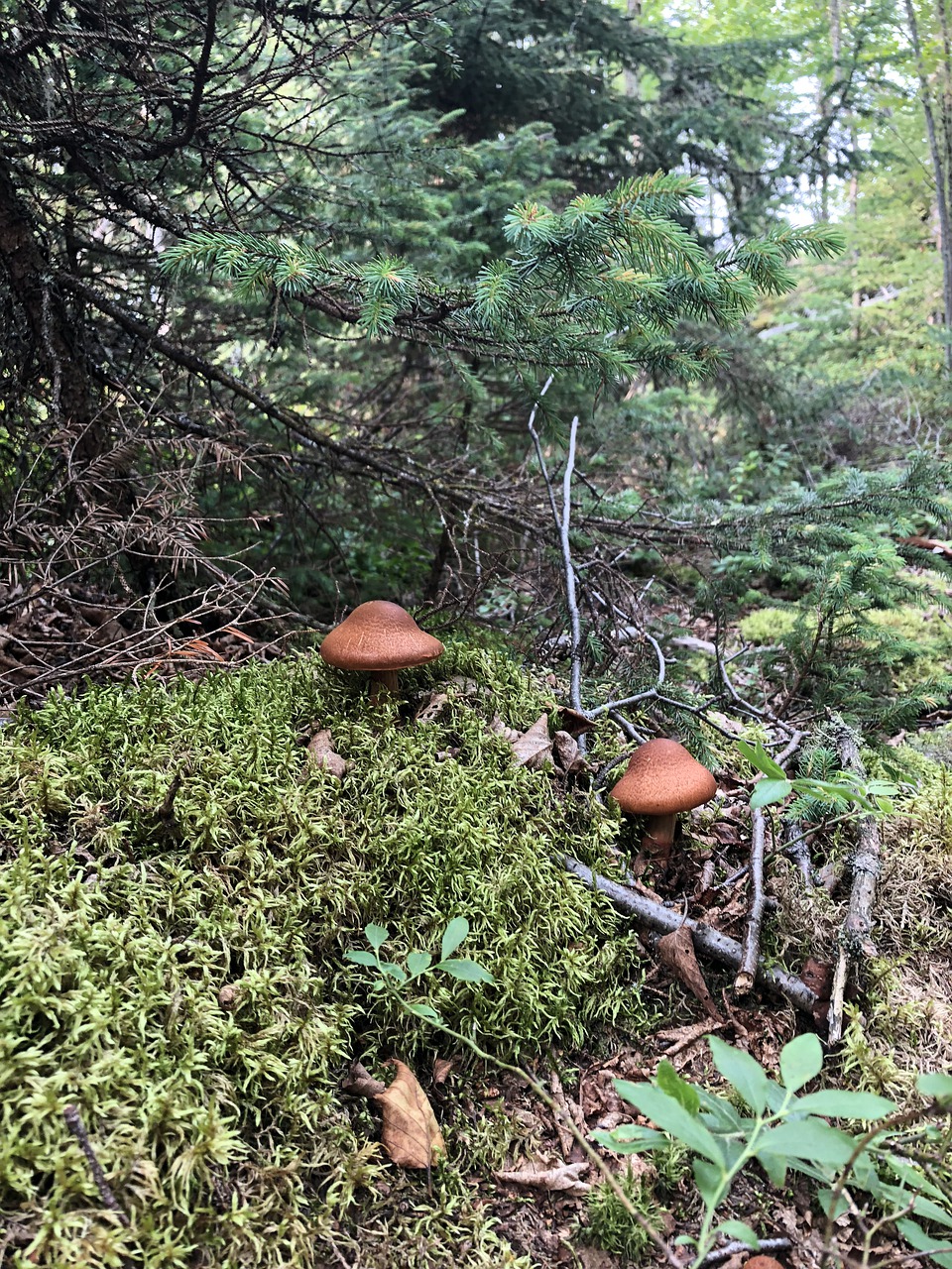 mushrooms  forest  trees free photo