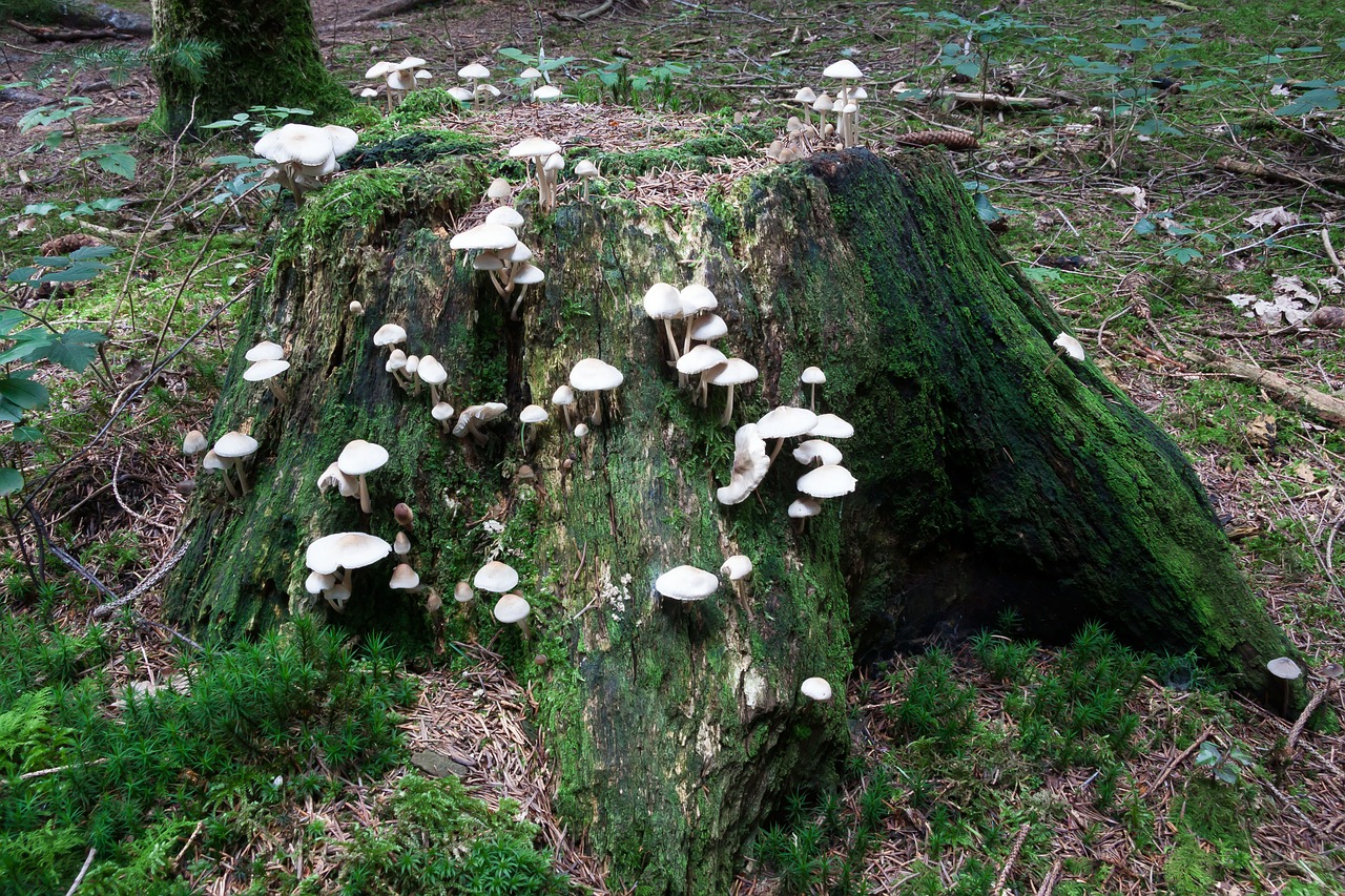 mushrooms tree stump forest free photo