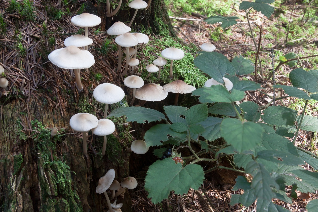 mushrooms tree stump forest free photo