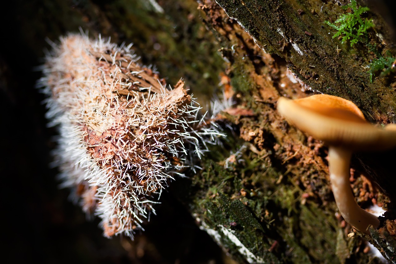 mushrooms tree stump prickly free photo