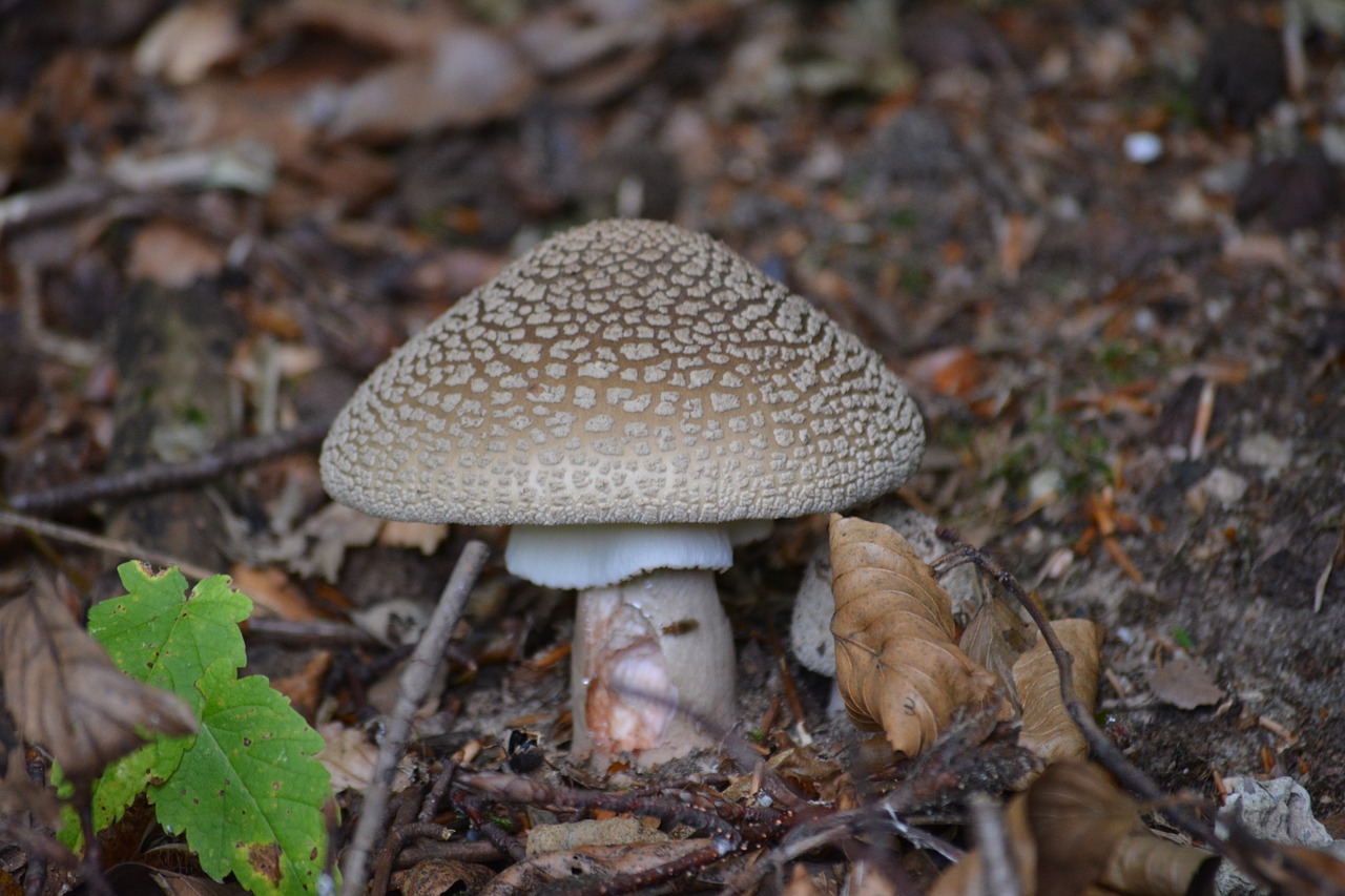 mushrooms nature autumn free photo