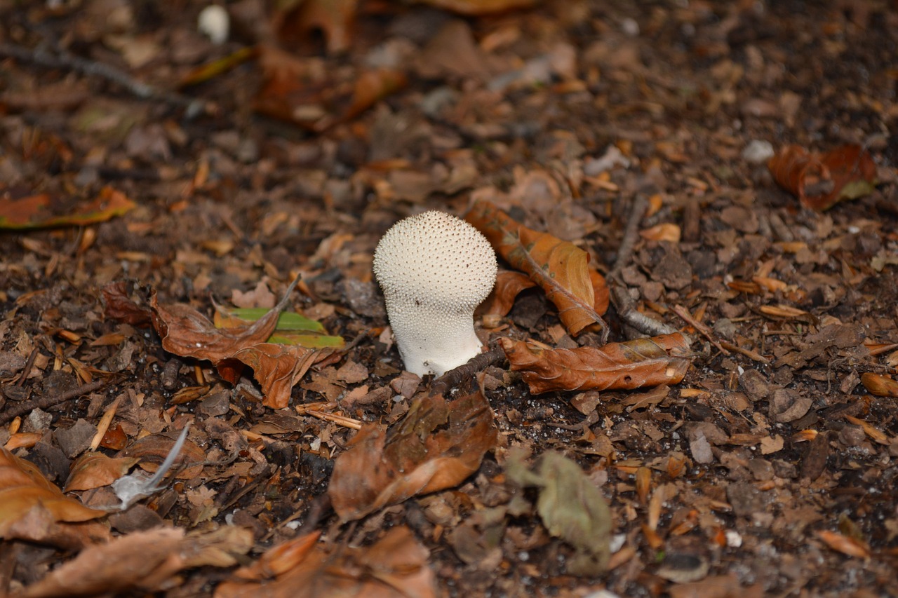 mushrooms nature autumn free photo