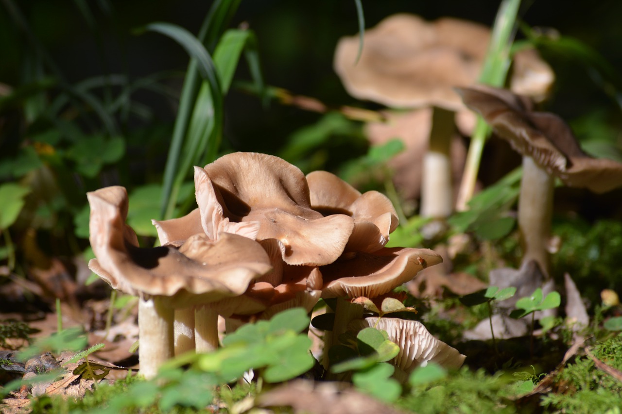 mushrooms nature autumn free photo