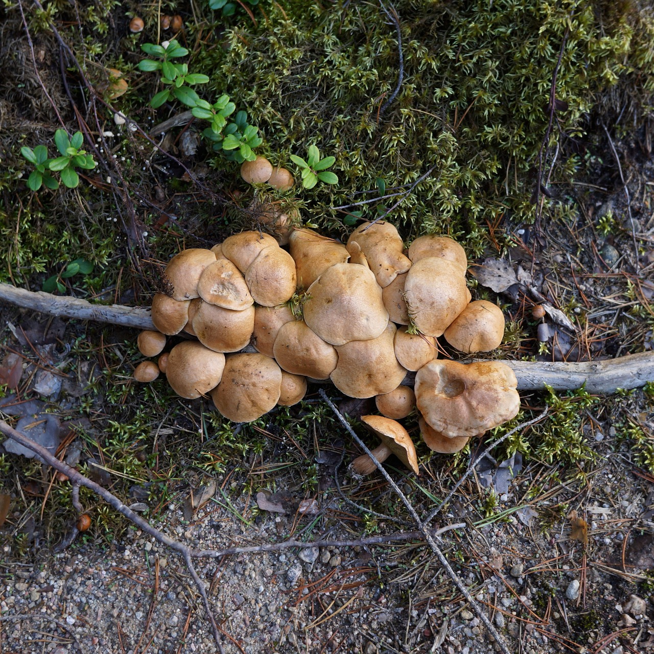mushrooms mushroom picking the natural choice free photo