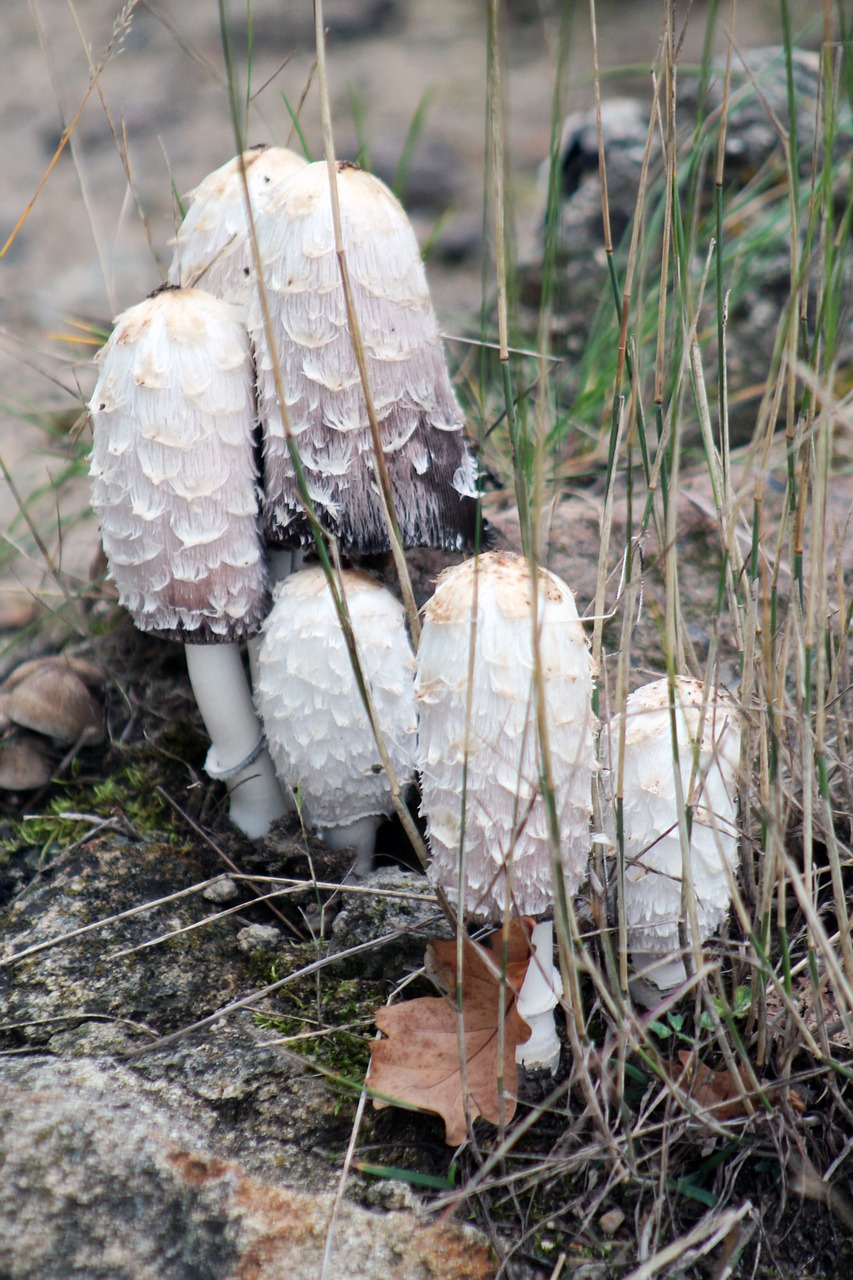 mushrooms forest tree free photo