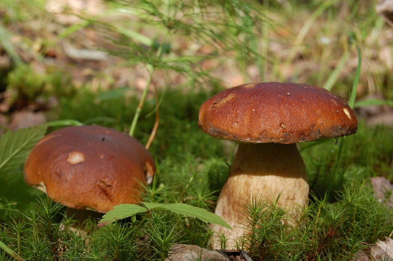 mushrooms white mushroom forest free photo