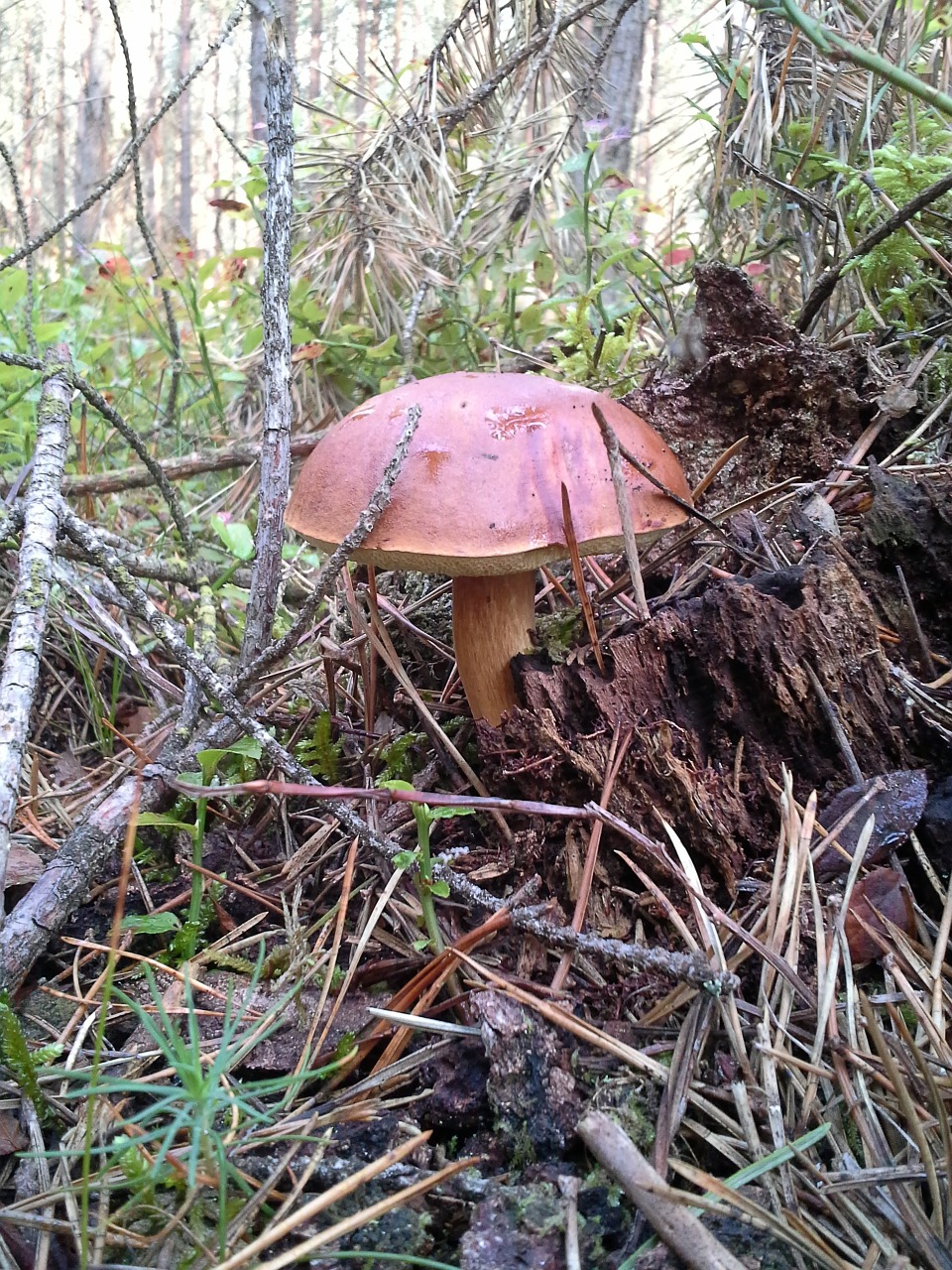 mushrooms forest chestnut boletus free photo