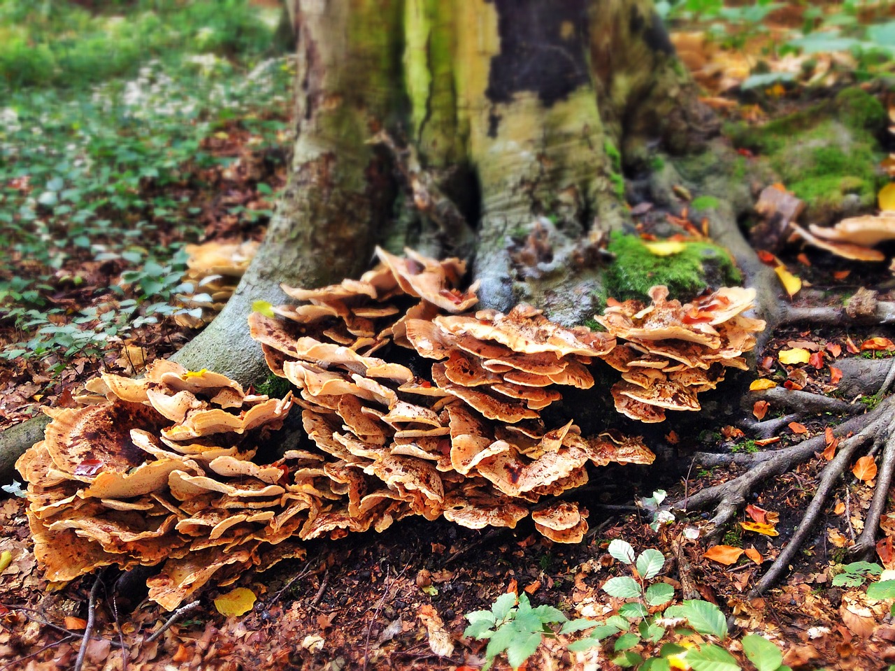 mushrooms tree autumn free photo