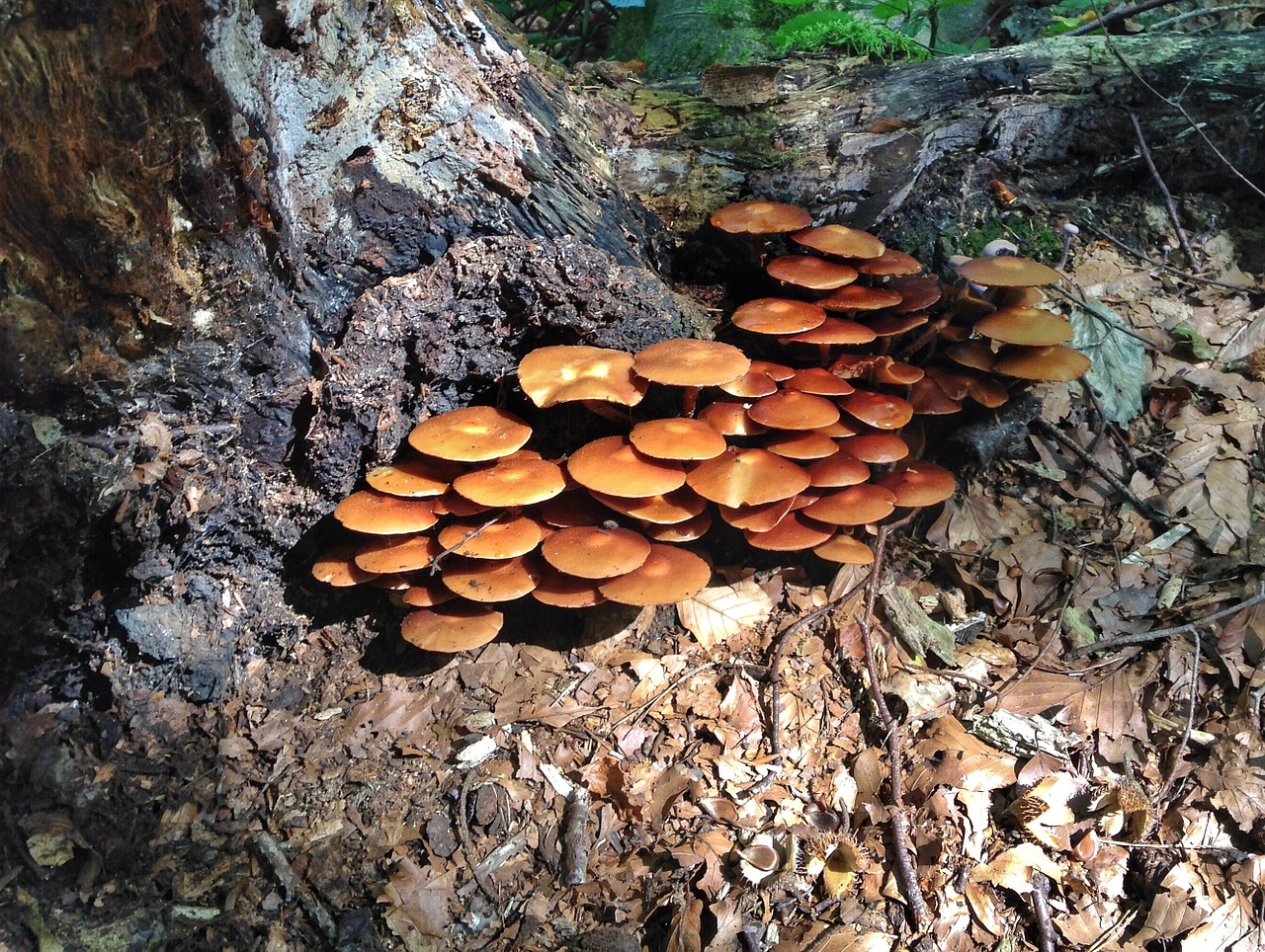 mushrooms tree brown free photo