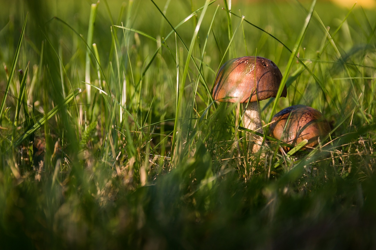 mushrooms forest the collection of free photo