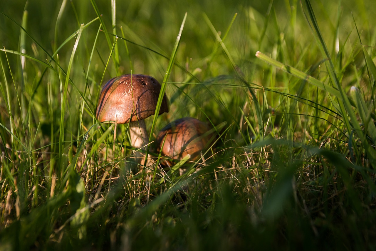 mushrooms forest the collection of free photo