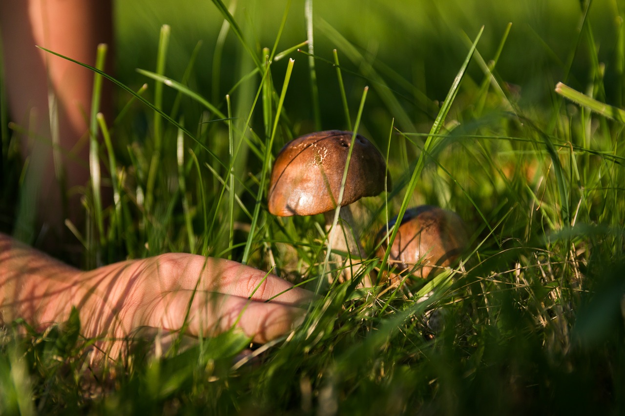 mushrooms forest the collection of free photo