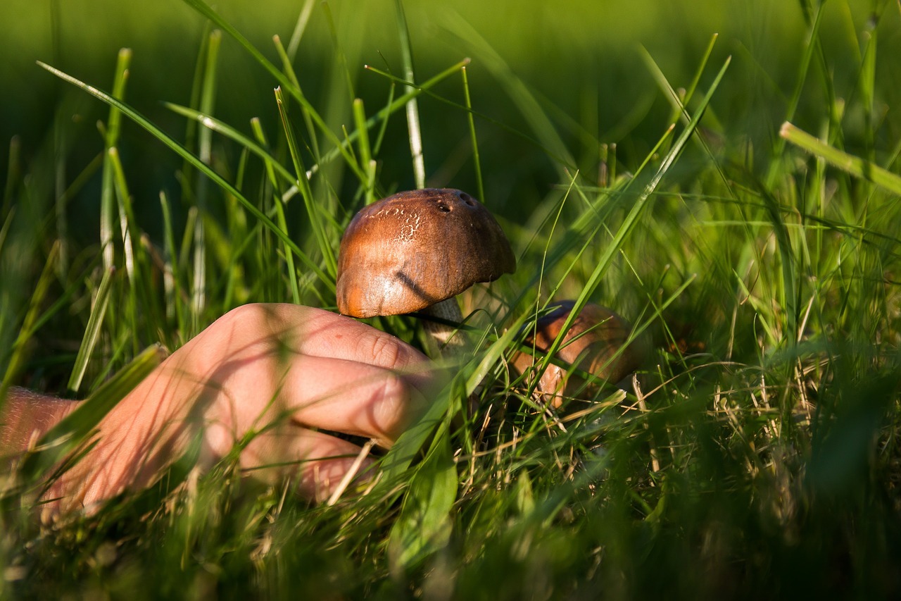 mushrooms forest the collection of free photo