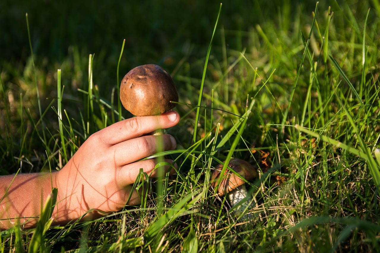 mushrooms forest the collection of free photo