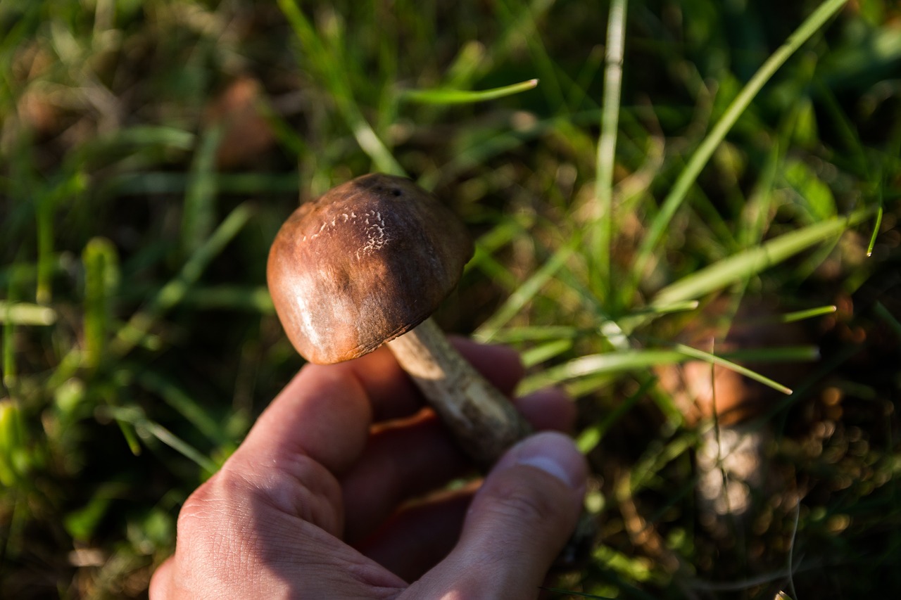 mushrooms poisoning forest free photo