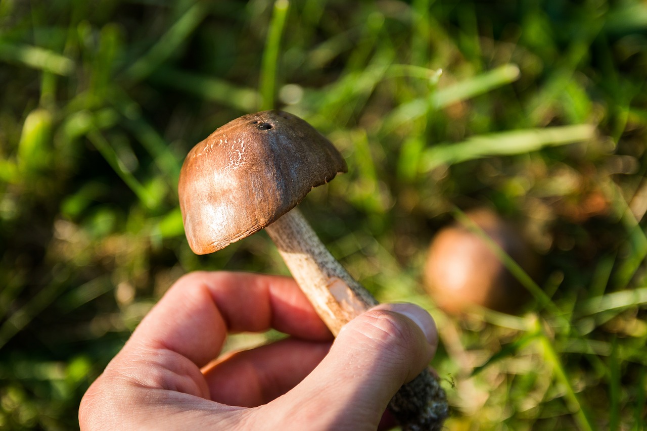 mushrooms forest the collection of free photo