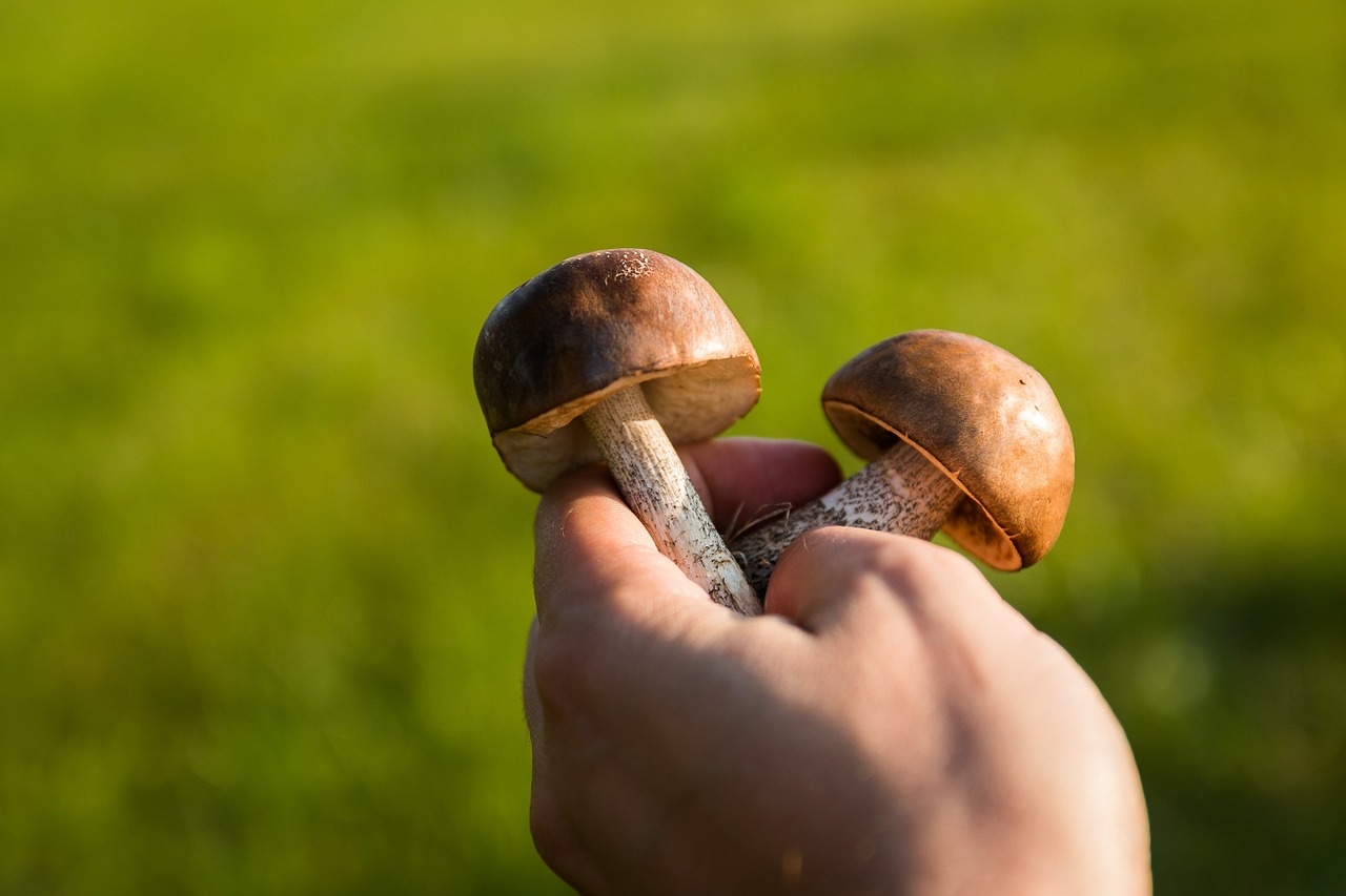 mushrooms forest the collection of free photo