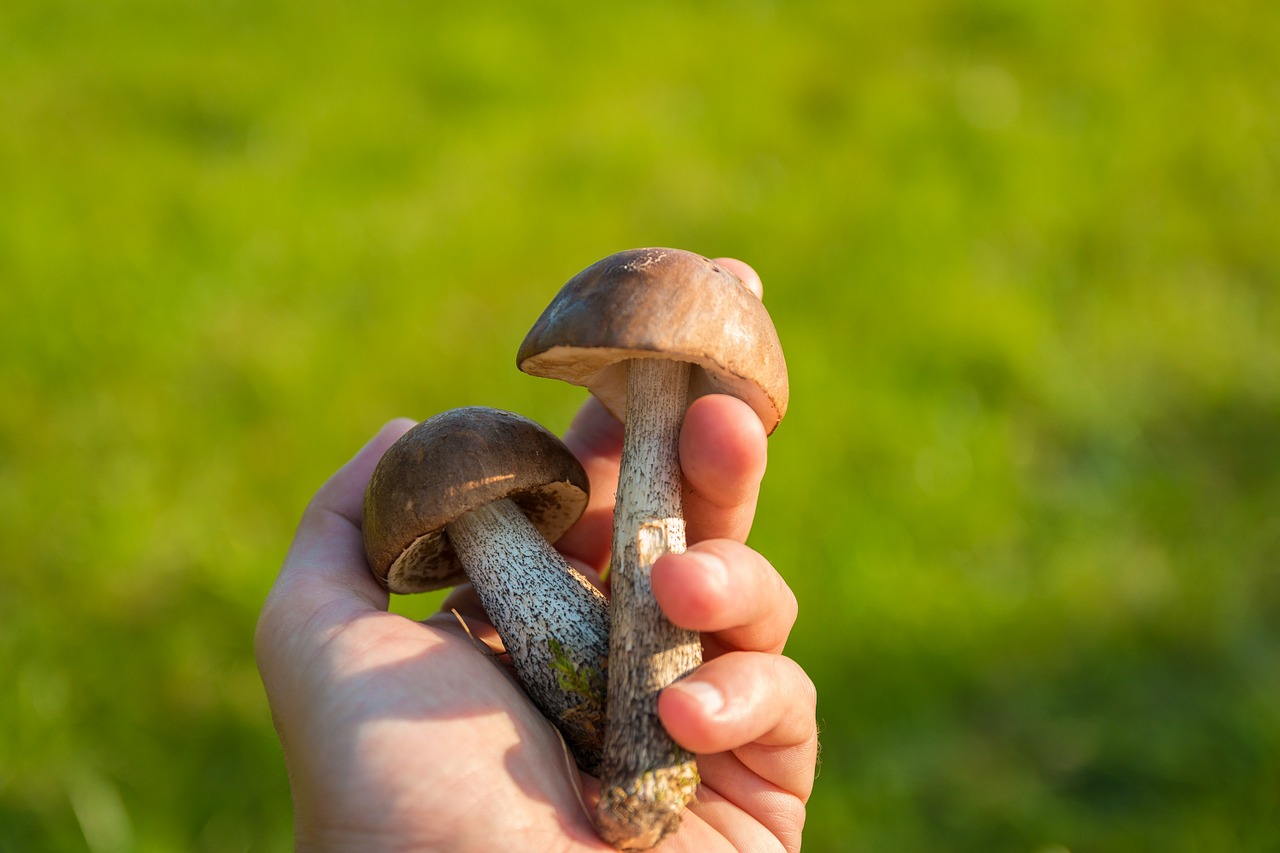 mushrooms forest the collection of free photo