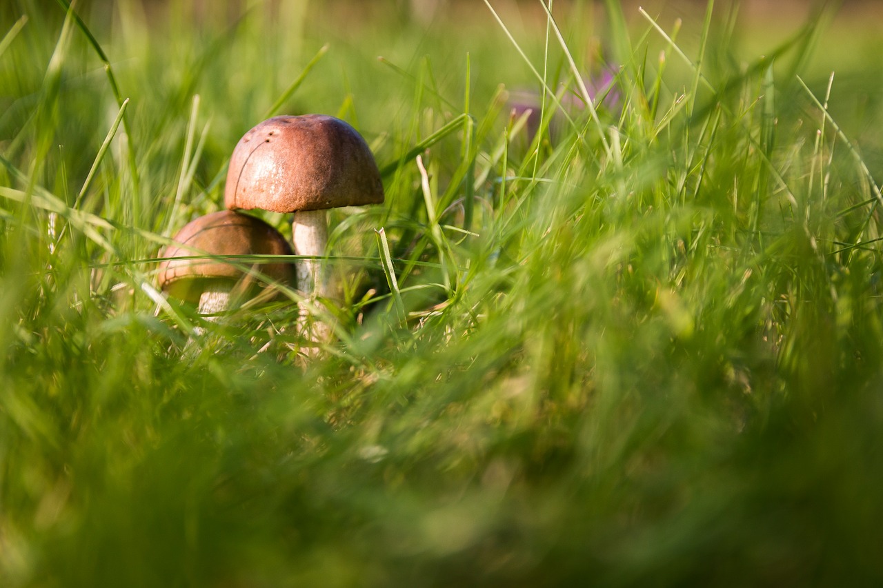 mushrooms forest the collection of free photo