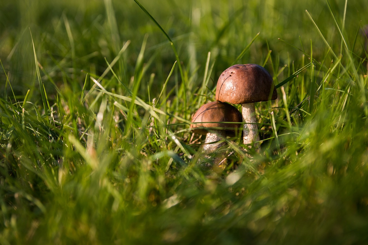 mushrooms autumn forest free photo